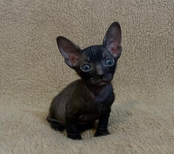 Koťata Donský Sphynx s PP - 13
