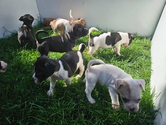 Jack Russel teriér - 13