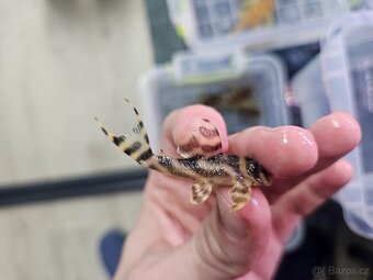 L 333 Gold line AAA - odchov - 13