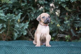 Rhodéský ridgeback  s PP posledni volné štěňatka..vrh E - 13