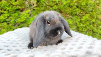 Zakrslý beránek, králíček, králík - PATRICIE - 13