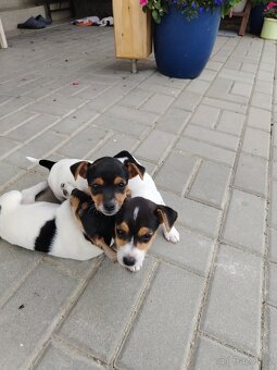 Jack Russell teriér - 13