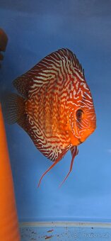 Discus-Terčovec - 13