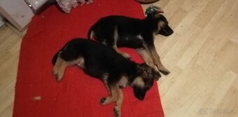 Nemecky ovčák typu Rex(štěňata) - 13