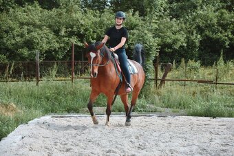 Výcvik koní - 13
