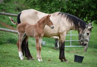 Lusitano hřebec PSL narozen 13.4. 2025 - 13