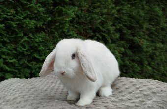 Zakrslý beránek, králíček, králík - NOAH - 13
