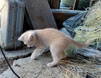 Darujeme 4 kočičky a 1 kocourka - 13