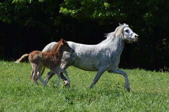 Hřebeček Welsh B 2025 Rezervace - 13