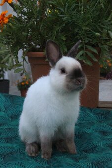 Zakrslý králík siamský žlutý s rodokmenem - 13