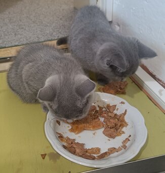 Britská koťata - 13