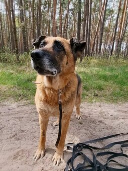 ROXY K ADOPCI - vděčná, nenáročná seniorka - 13