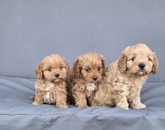 Cavapoo - 13