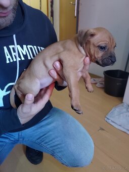 štěňátka Pitbull x Stafordšírský teriér - 13