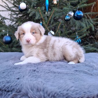 Australský ovčák s PP - 13