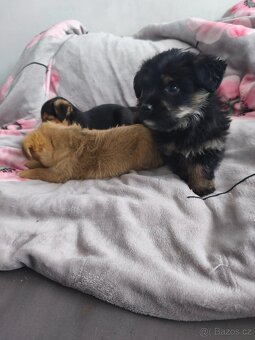 Jorkšírský teriér x pinč - 13