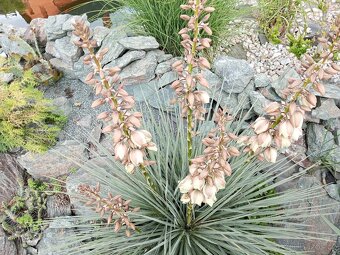Juky, opuncie,agave - 13