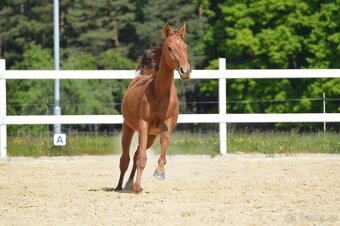 Sportovní klisna KWPN s TOP původem - 13