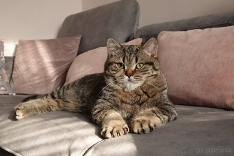 Britská koťátka - 13