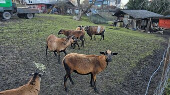 Kamerunské ovce - hobby chov - 13