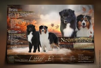 Australských ovčák s PP - 13