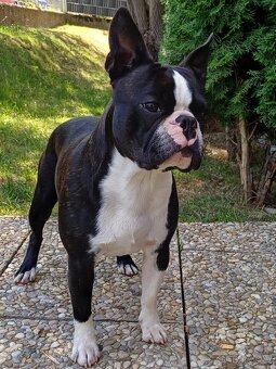 Bostonský teriér s PP - 13