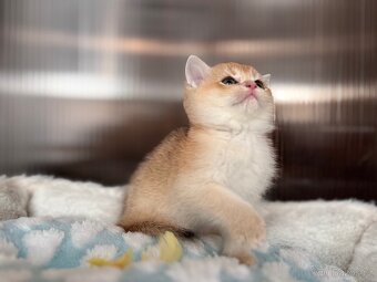 Luxusní zlata britská koťata s PP pro chov - 13