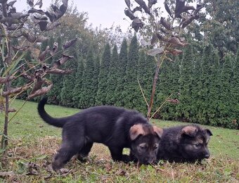 Německý ovčák - štěňata - 13