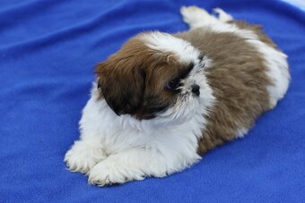 Shih-tzu, Shih tzu, si cu bez pp - 13