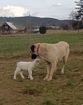 Kangalský pastevecký pes- štěňátka s pp - 13