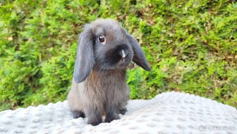 Zakrslý beránek, králíček, králík - PATRICIE - 13