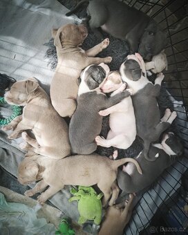 American Bully XL ŠTĚŇATA K ODBĚRU - 13