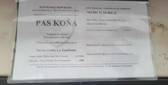 Predam kobylku shagia arab 14rocnu - 13