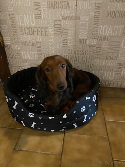 Jezevčík dlouhosrstý trpasličí - 13