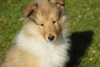 KOLIE DLOUHOSRSTA ZLATA - 13