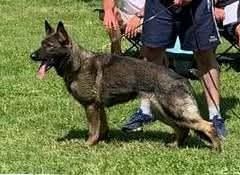 Německý ovčák štěňata - 13