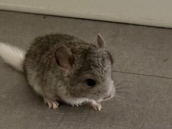 Činčila mládě samičky - 13