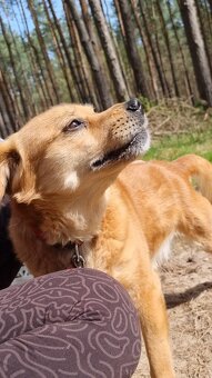 PINGI K ADOPCI - akční veselý mazel, vhodný k dětem - 13