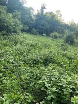 Pronajmu zahradu - 13