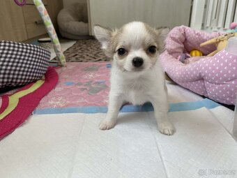 Čivava dlouhosrstá s PP - 13