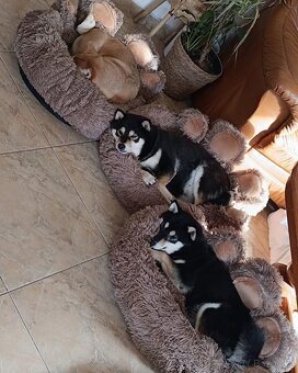 Shiba inu - 13
