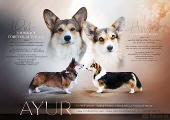 Welsh corgi pembroke s PP - 13