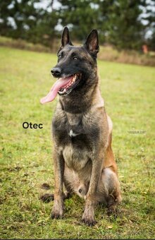 Belgicky ovcak malinois - 13