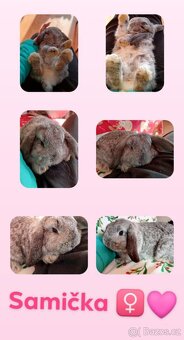 Samička Zakrslý Beránek MiniLop ❤️ - 13