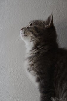 Britská modrá krátkosrstá kočka koťátko - 13