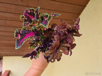 Africké okrasné kopřivy - SEMENA - Coleus - 13