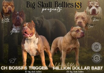 American Bully XL - 13
