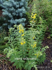 Keře, stromy, trvalky - 13