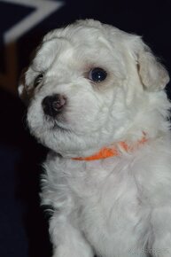 BICHON FRISE - BIŠONEK  s PP - 13