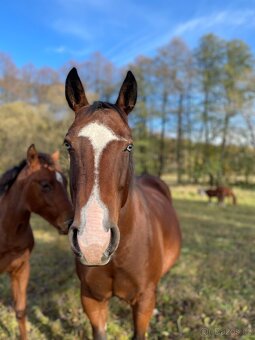 Klisna QH 2 roky - 13